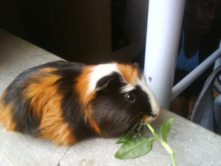 Hamtaro ou tt simplement Pistache (bijoux)